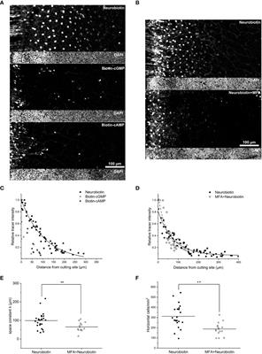 Biotin-cGMP and -cAMP are able to permeate through the gap junctions of some amacrine cells in the mouse retina despite their large size